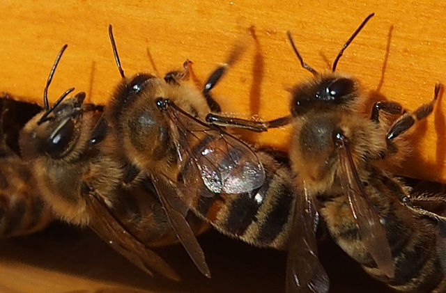 Bienen am Flugloch einer Magazinbeute